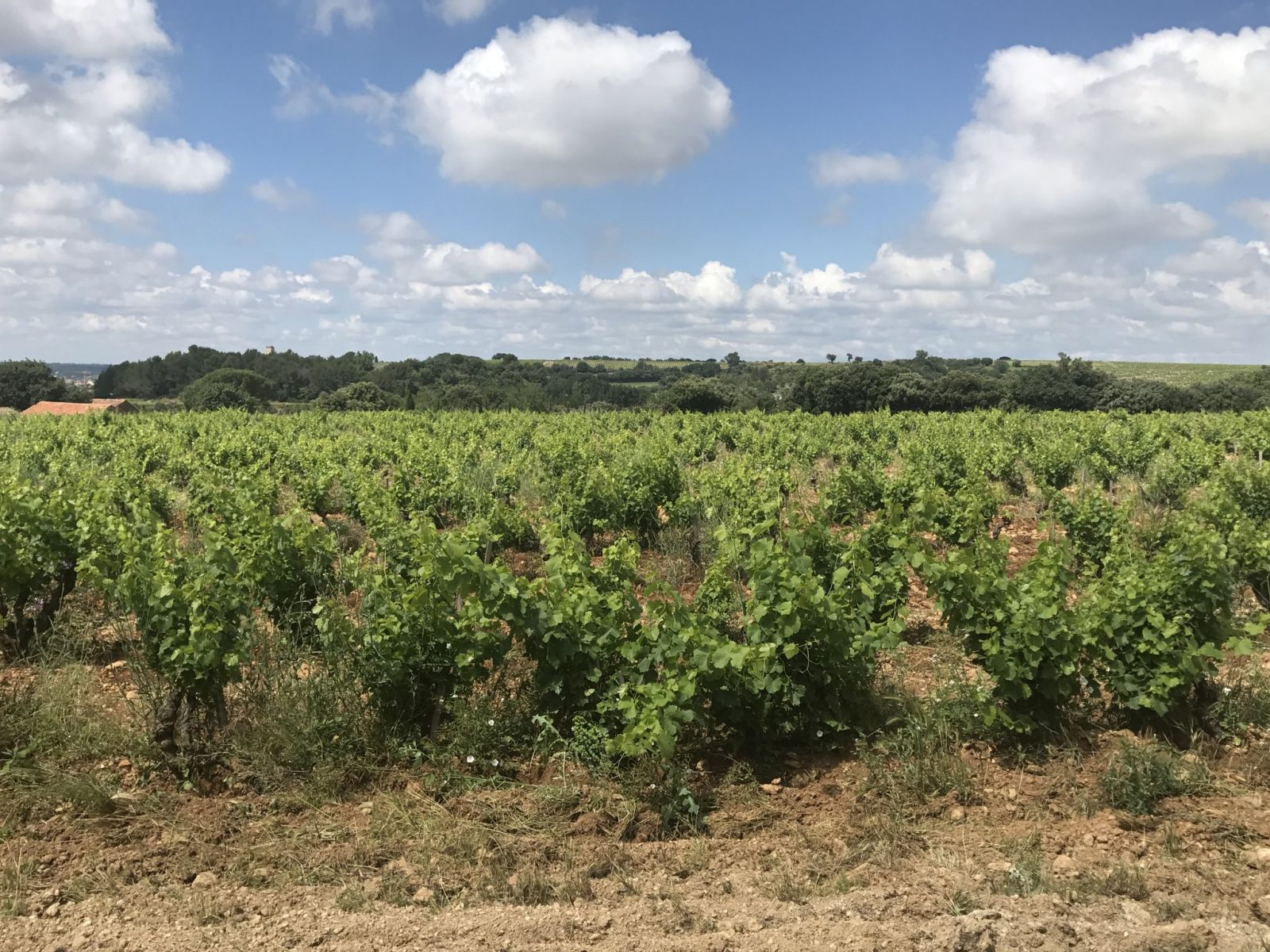 Chateau De Nalys Blanc Chateauneuf Du Pape Grand Vin 17 Vintus