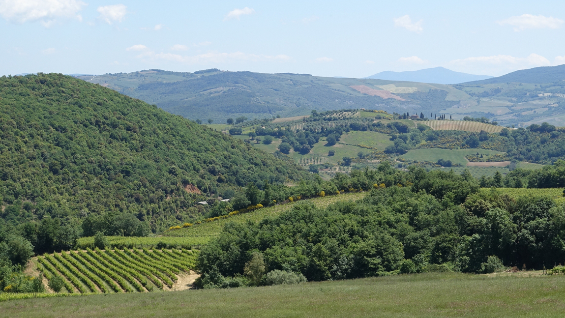 Casisano Brunello di Montalcino 2016