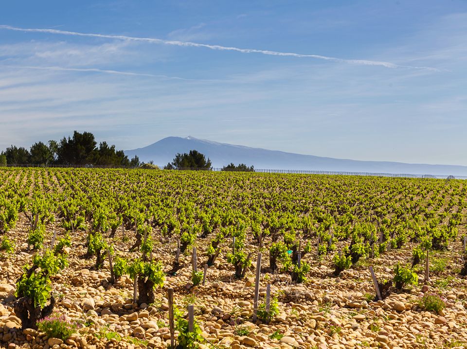 Chateau De Nalys Blanc Chateauneuf Du Pape Grand Vin 17 Vintus