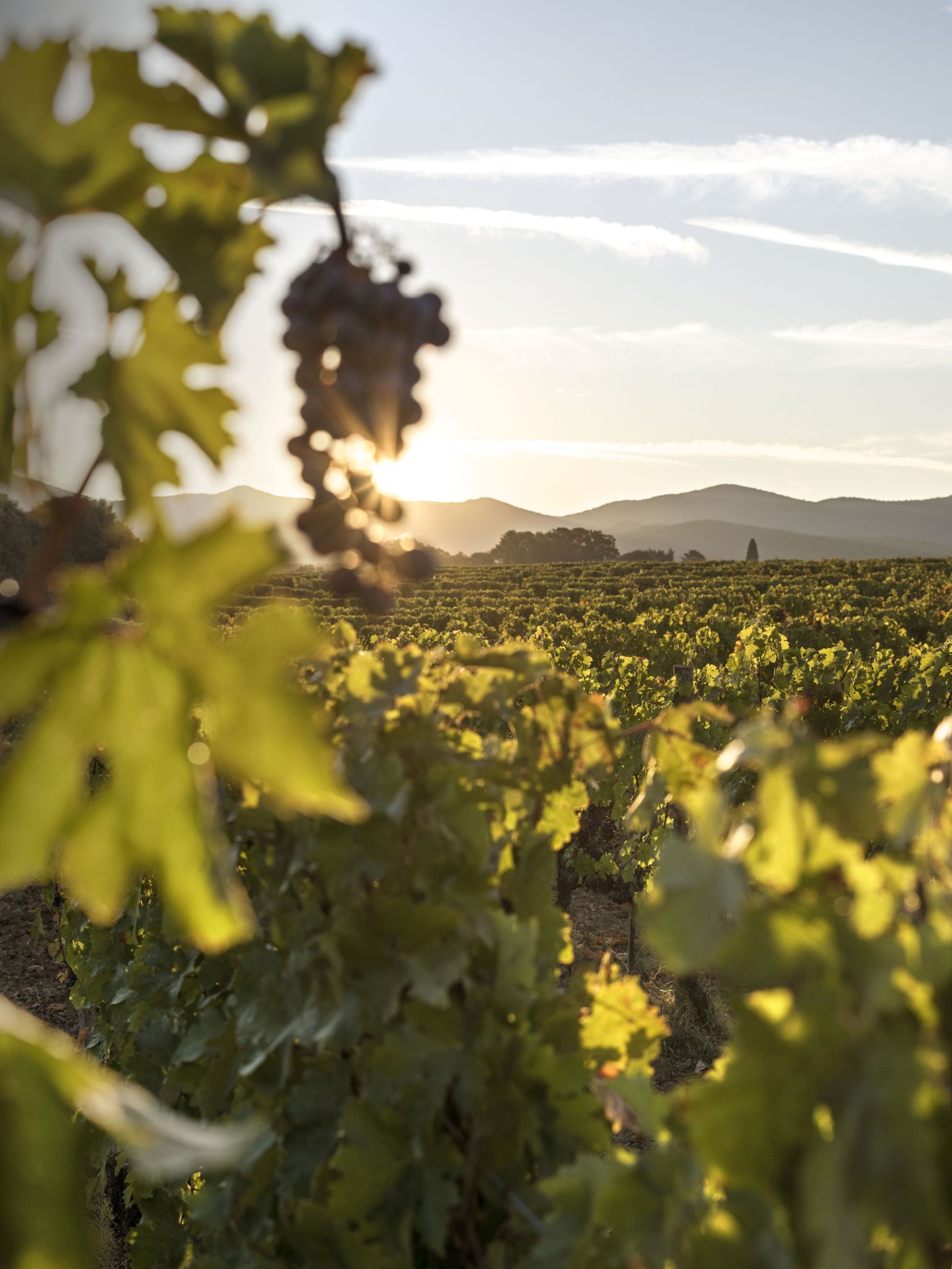 Ornellaia Poggio alle Gazze dell'Ornellaia 2019 - Vintus