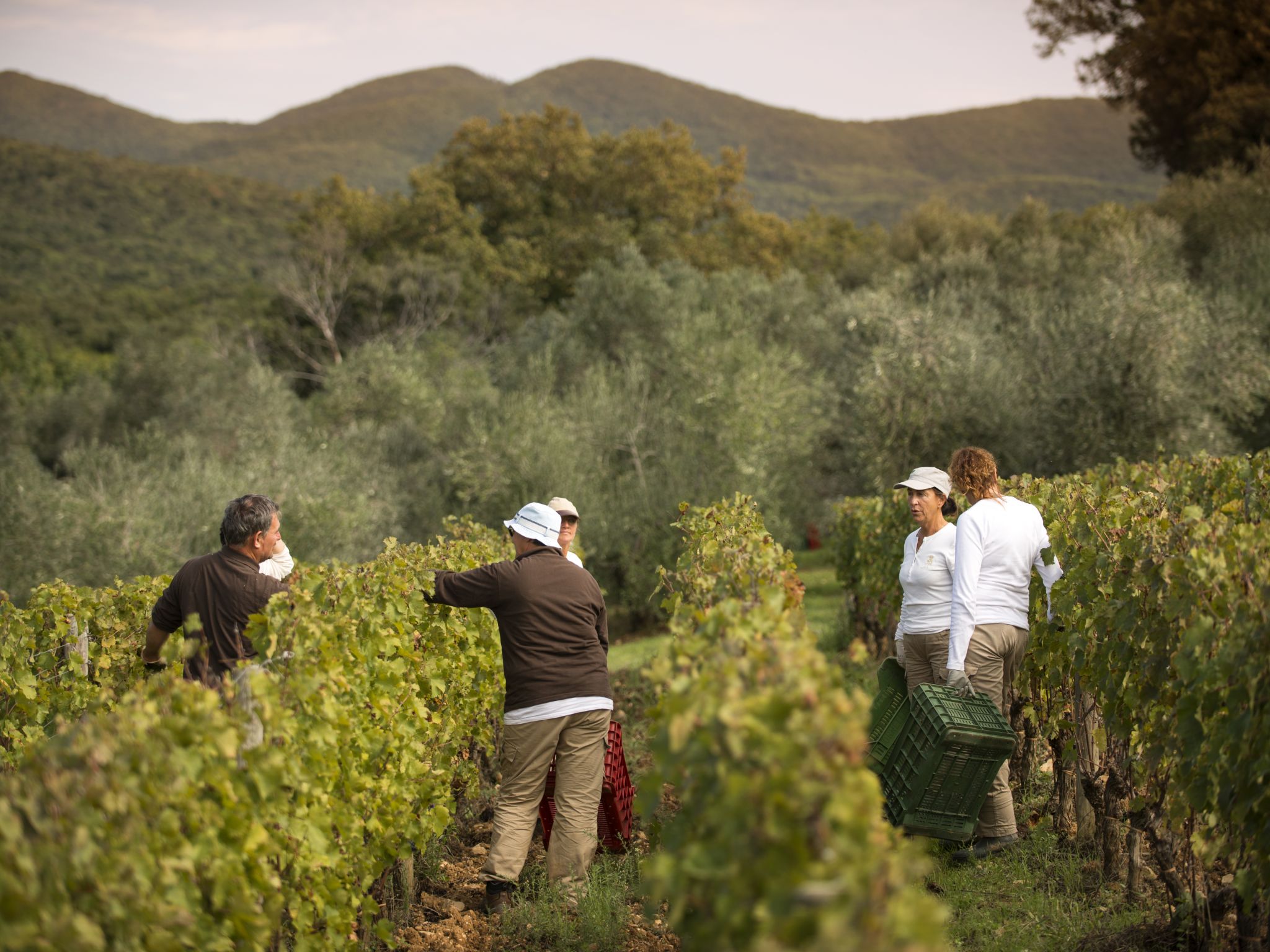 Ornellaia Poggio alle Gazze dell'Ornellaia 2019 - Vintus