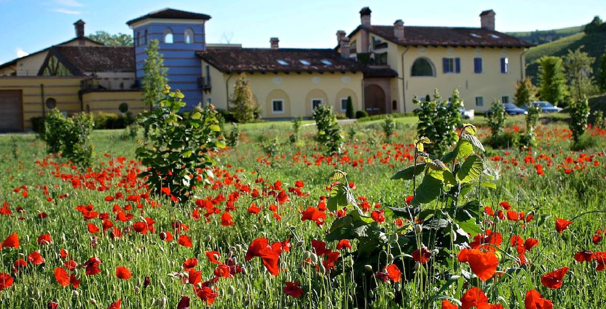 Sandrone Dolcetto d'Alba 2020