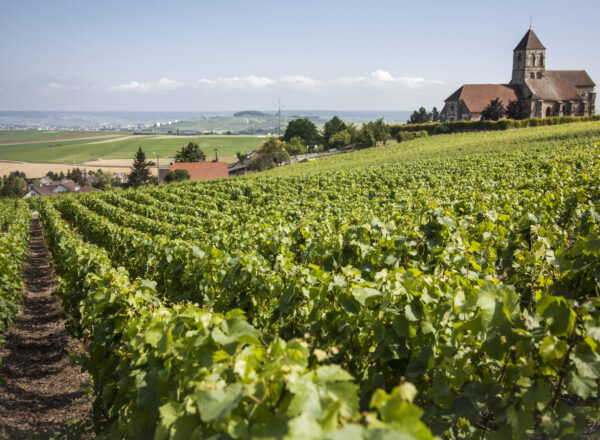 Bollinger Cuis Vineyard